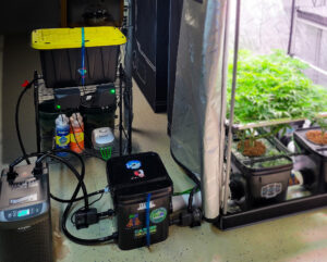 Growee dosing for RDWC system