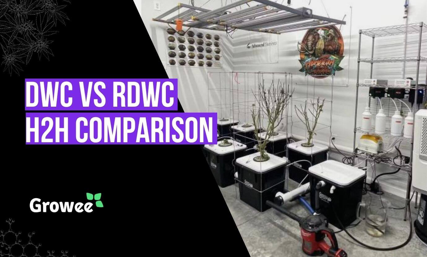 growee DWC vs RDWC