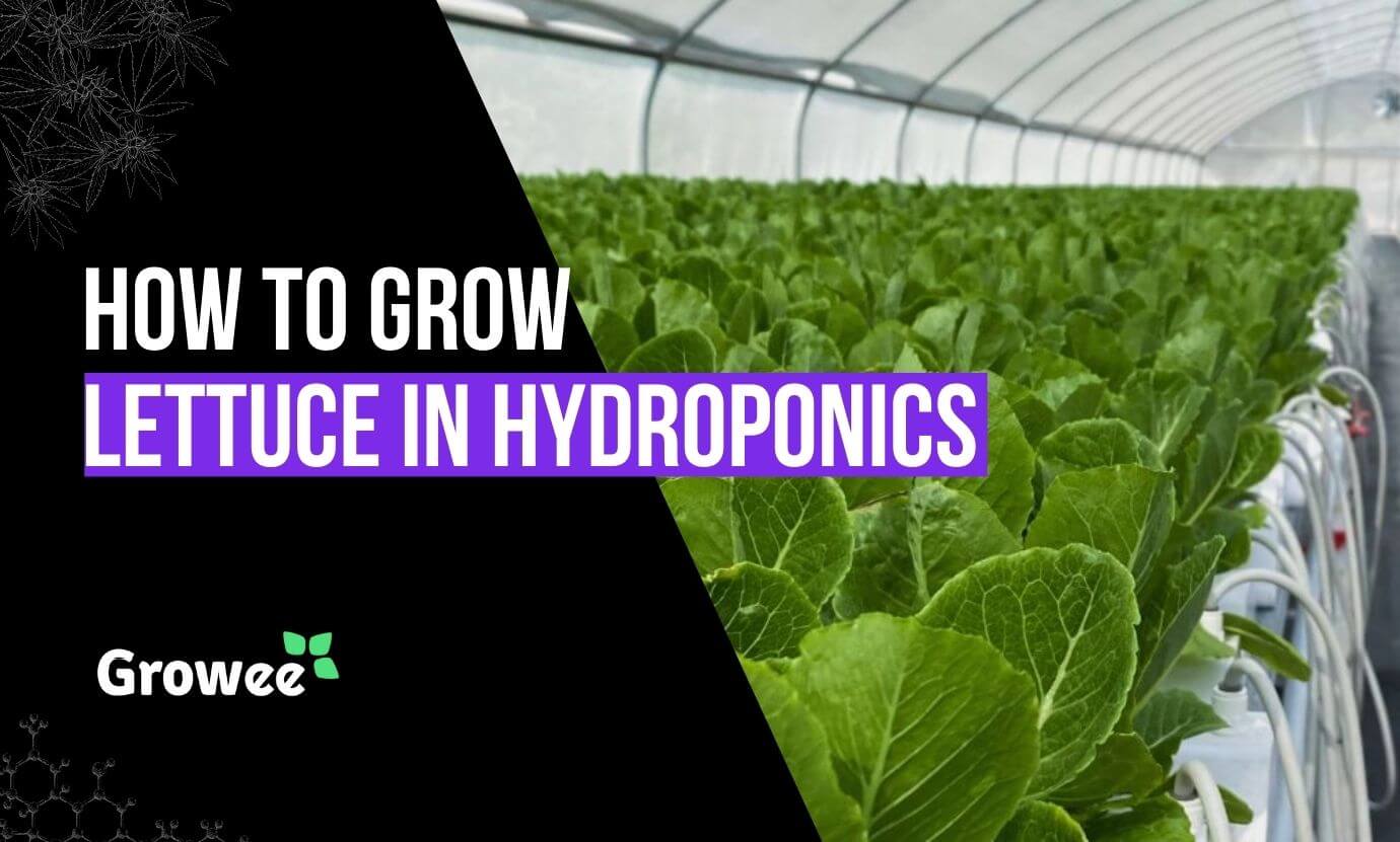 Growee - How to Grow Hydroponic Lettuce
