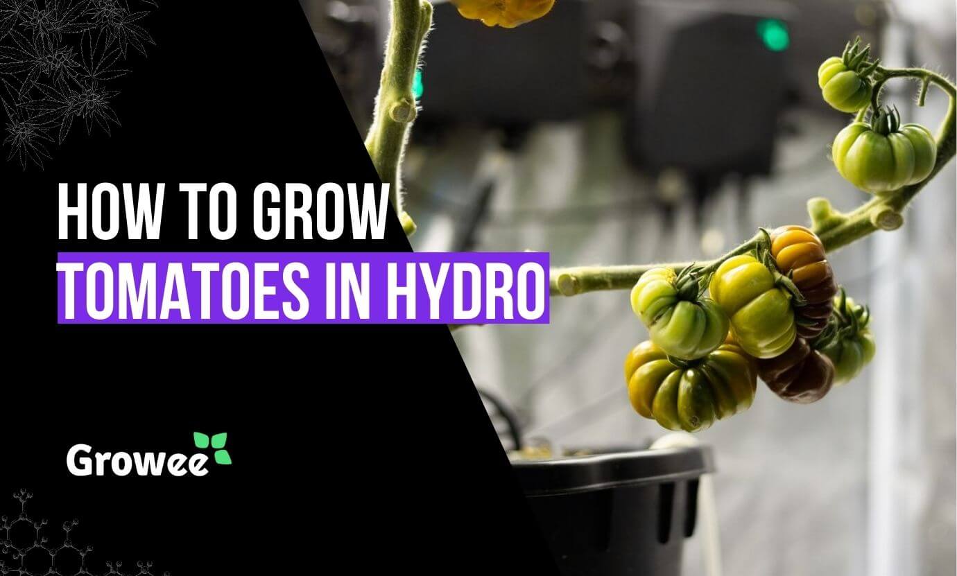 Growee - How to Grow Hydroponic Tomatoes