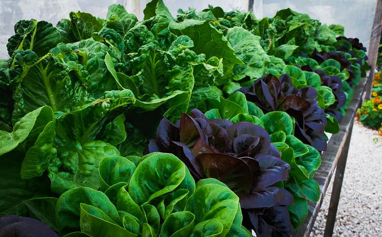 How to Grow Lettuce in Hydroponics