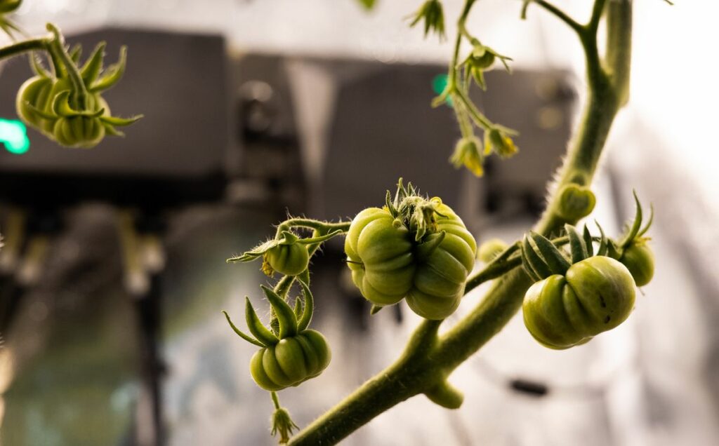 Pros and Cons of Growing Hydroponic Tomatoes​