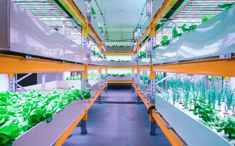 Why Is Hydroponic Gardening Better Than Soil Gardening?