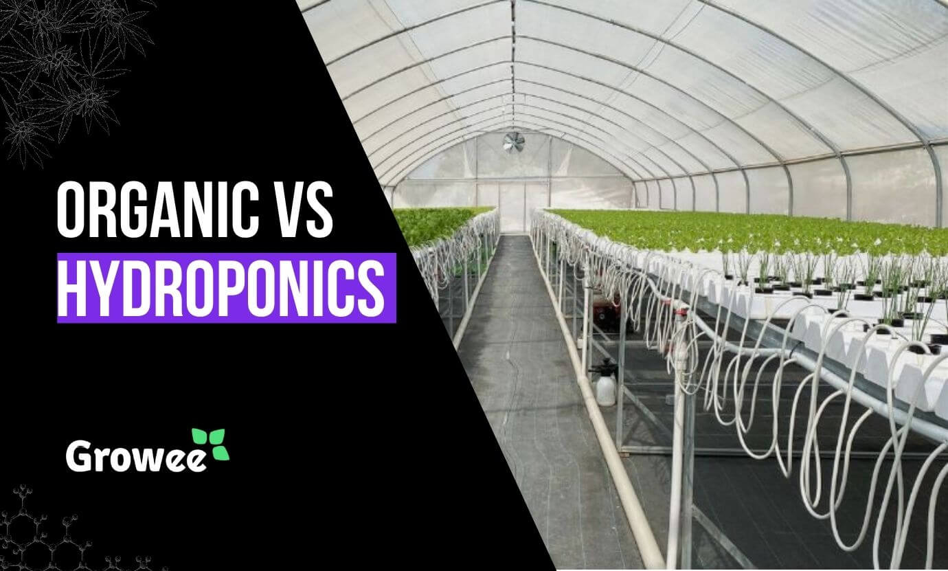 growee - Organic Farming vs. Hydroponics_ Which One Is Better the_