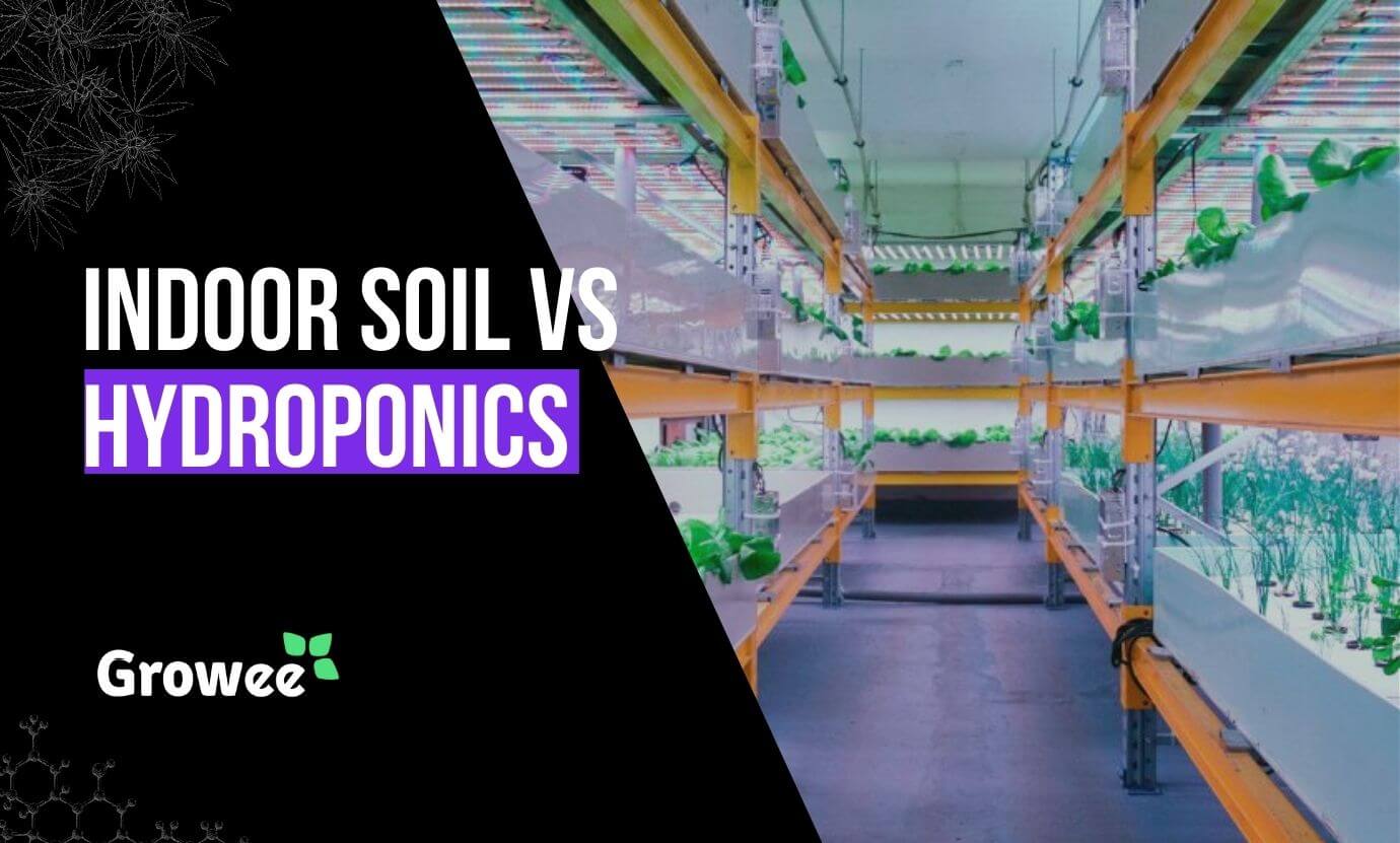 growee - Soil vs. Hydroponics