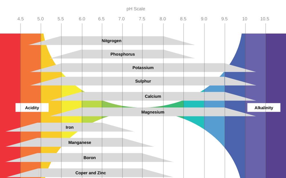 Diagram of the pH scale with examples of acidic, neutral and alkaline substances.