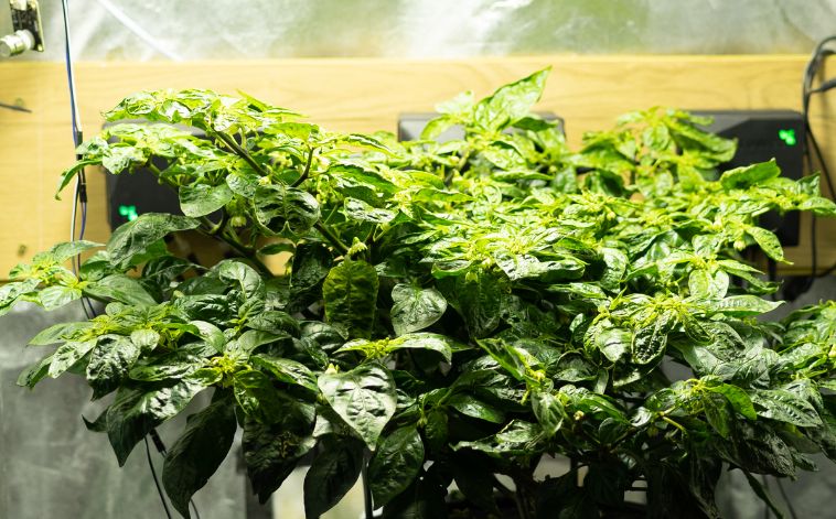 What is the Ideal Water Temperature for Hydroponics?