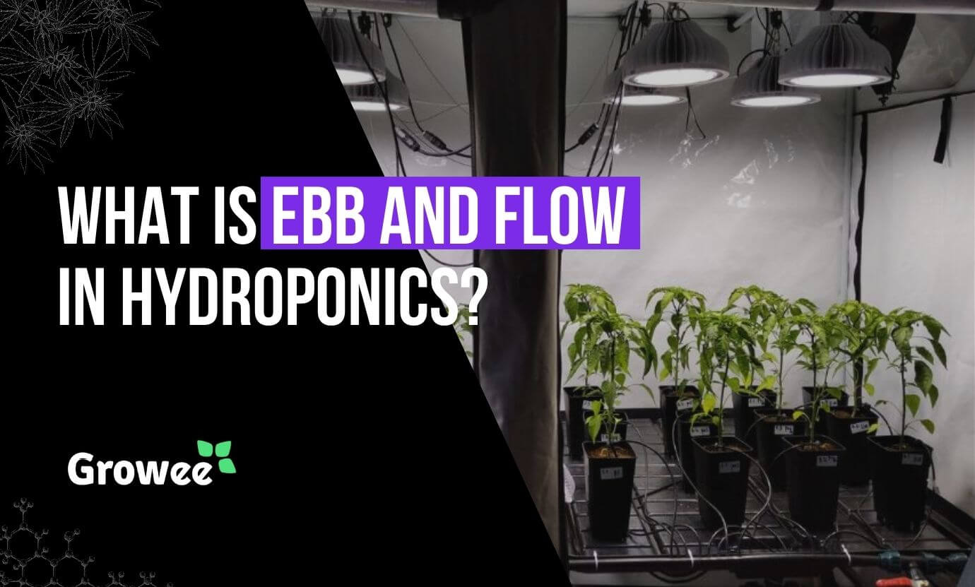 growee - What is Ebb and Flow Hydroponics System