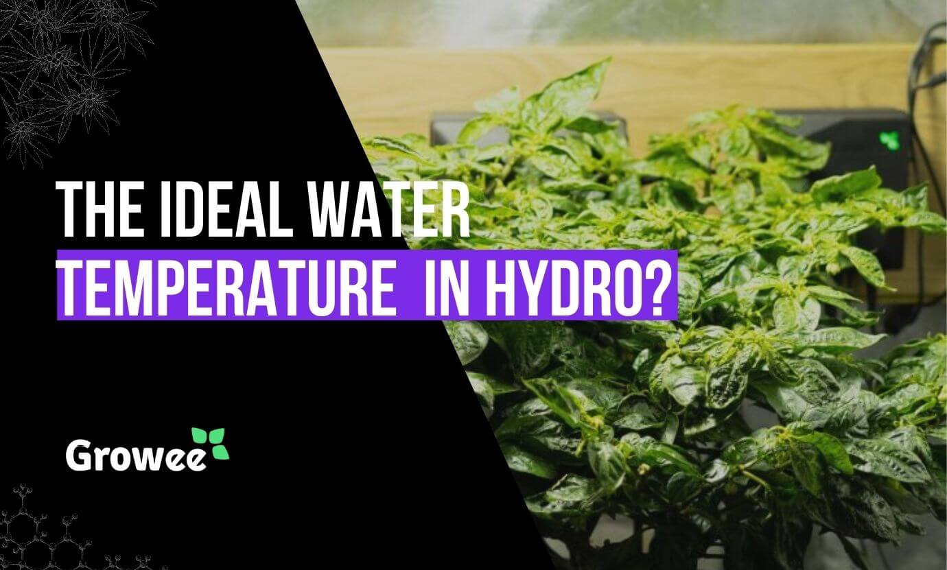 growee - What is the Ideal Water Temperature for Hydroponics?