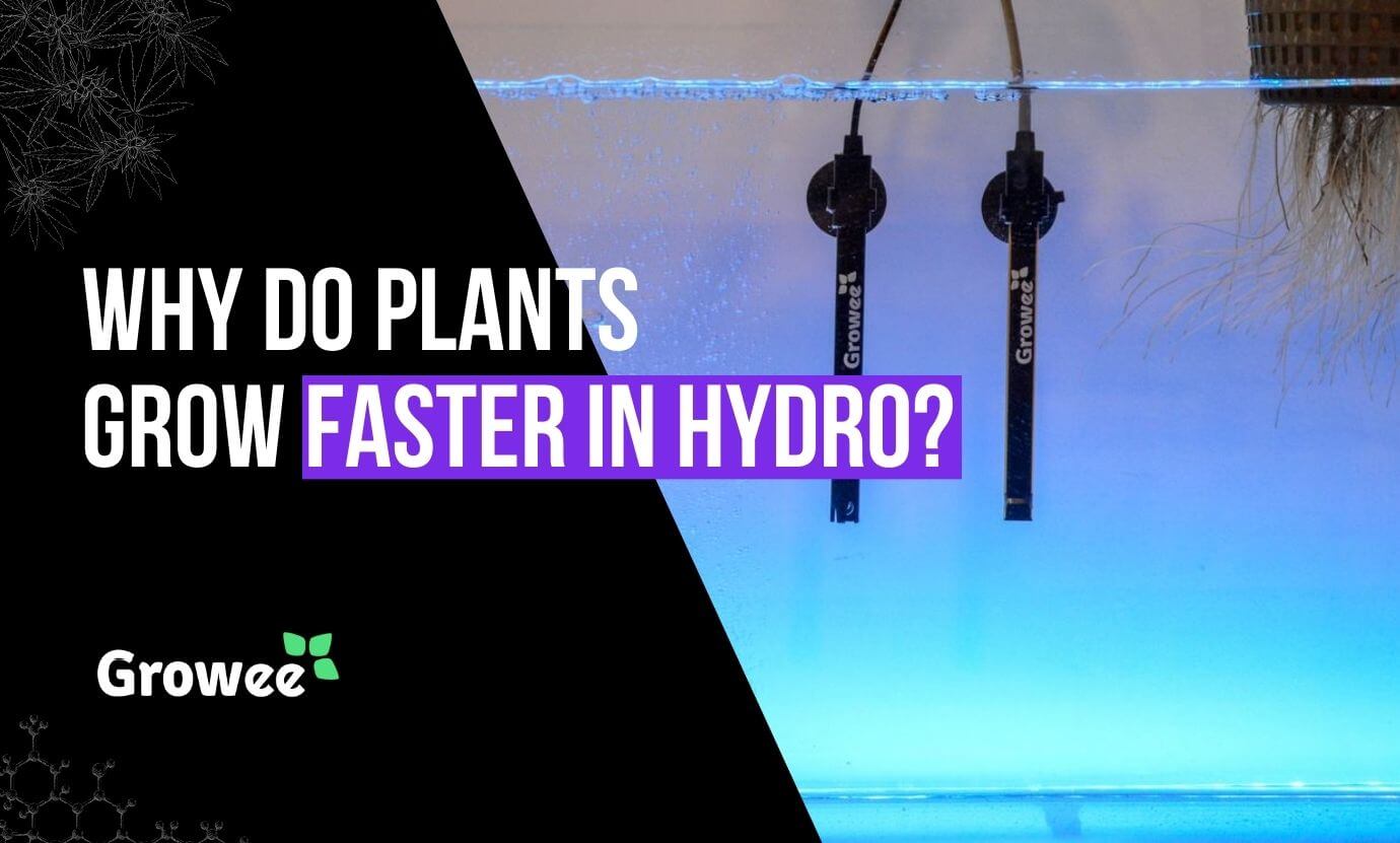 Growee - Why Do Plants Grow Faster With A Hydroponic System?
