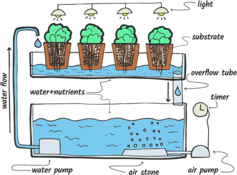 What is Ebb and Flow In Hydroponics Systems? Growee