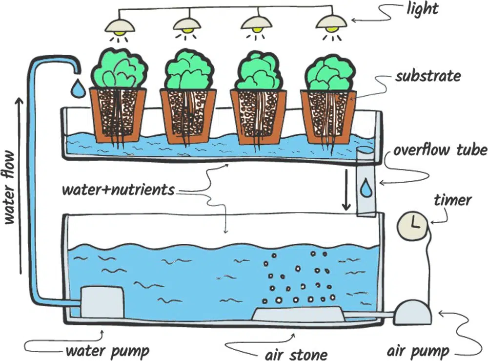 Ebb and Flow Hydroponics Explained