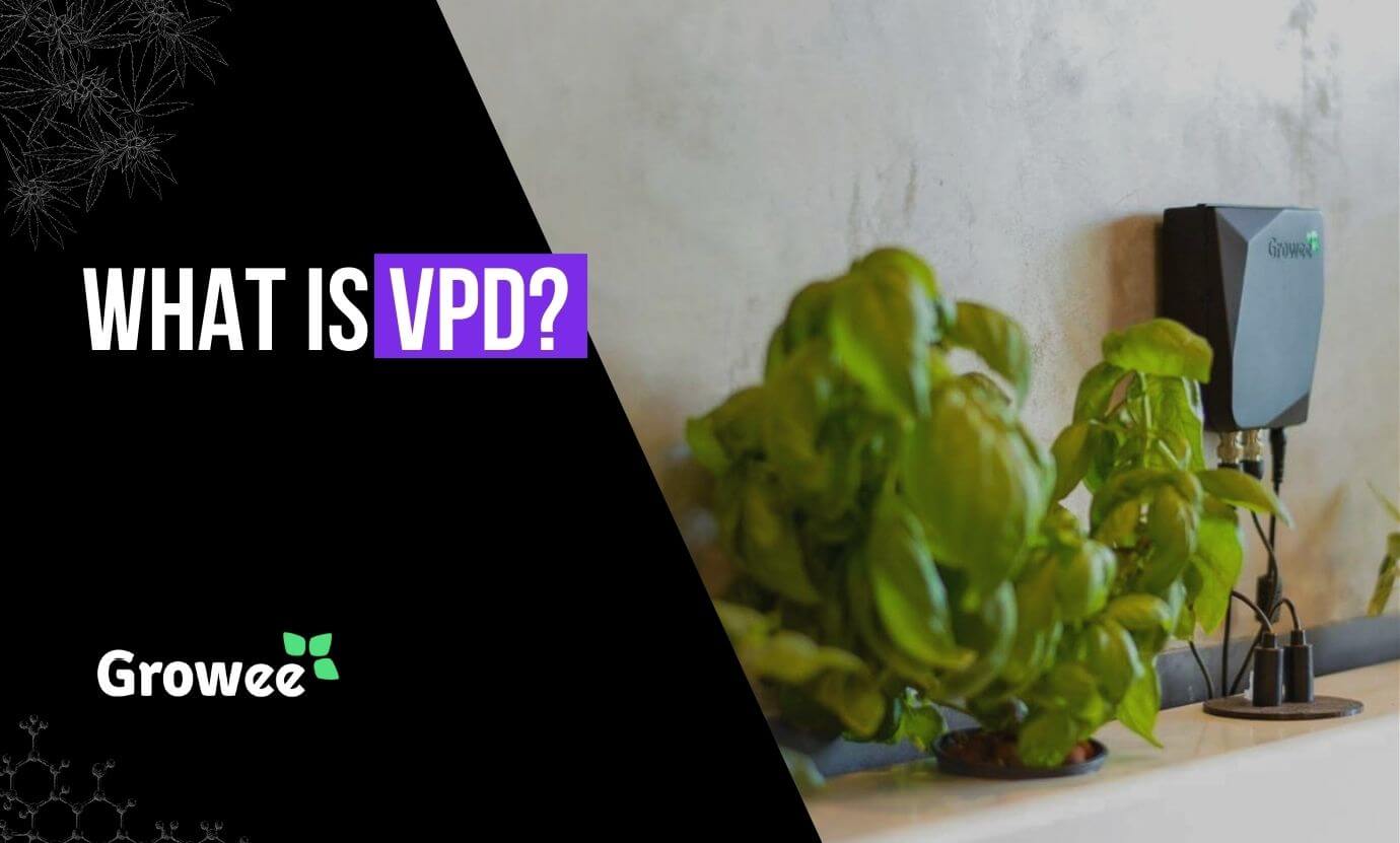 Growee - What Is VPD (Vapor Pressure Deficit)?
