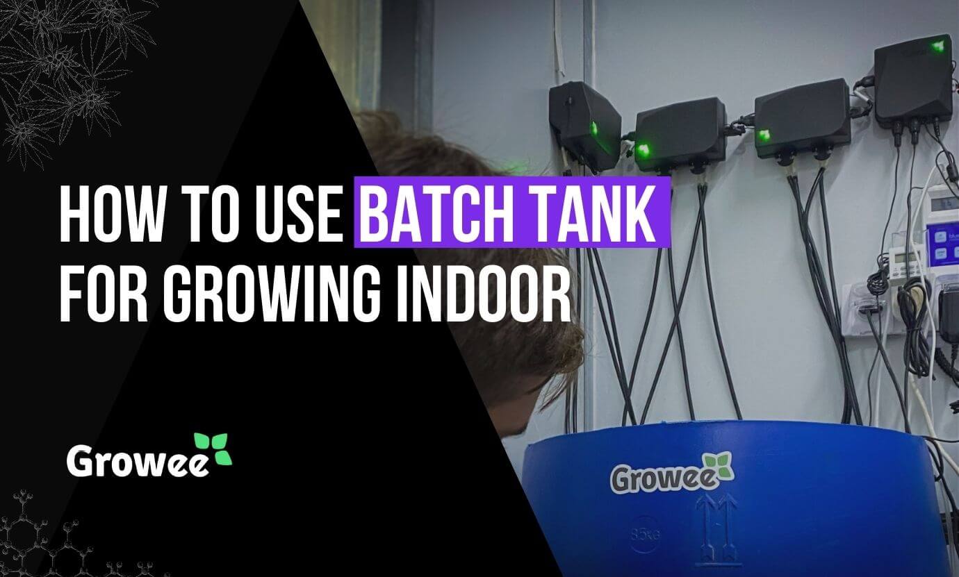 growee - How to Use a Batch Tank for Growing Cannabis Indoors