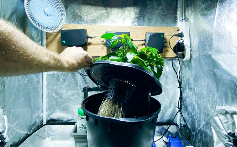 Deep Water Culture (DWC) is one of the simplest hydroponic systems