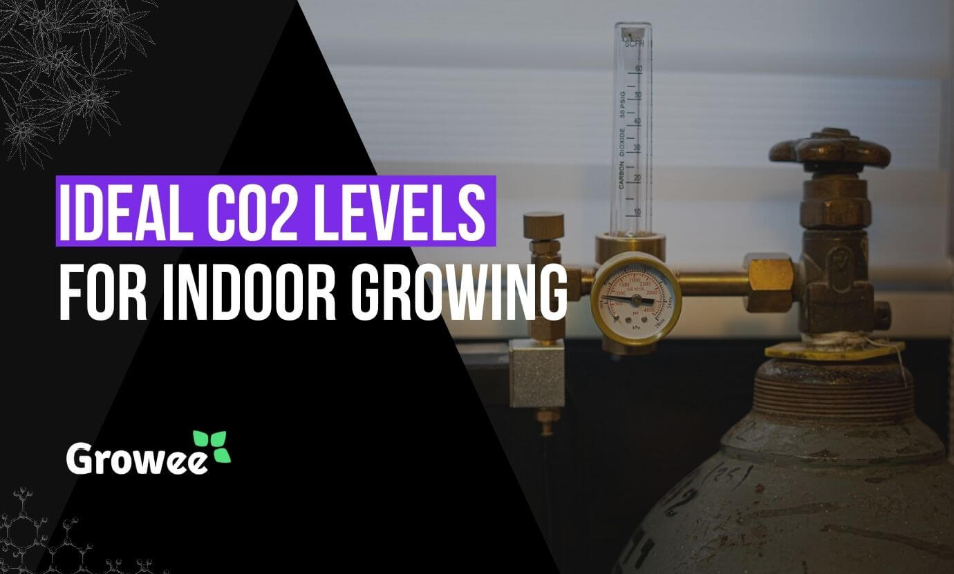 growee - The Ideal CO2 Levels for Indoor Cannabis Growing