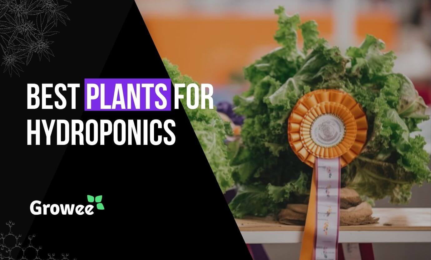 Best Plants for Hydroponic Farming A Comprehensive Guide