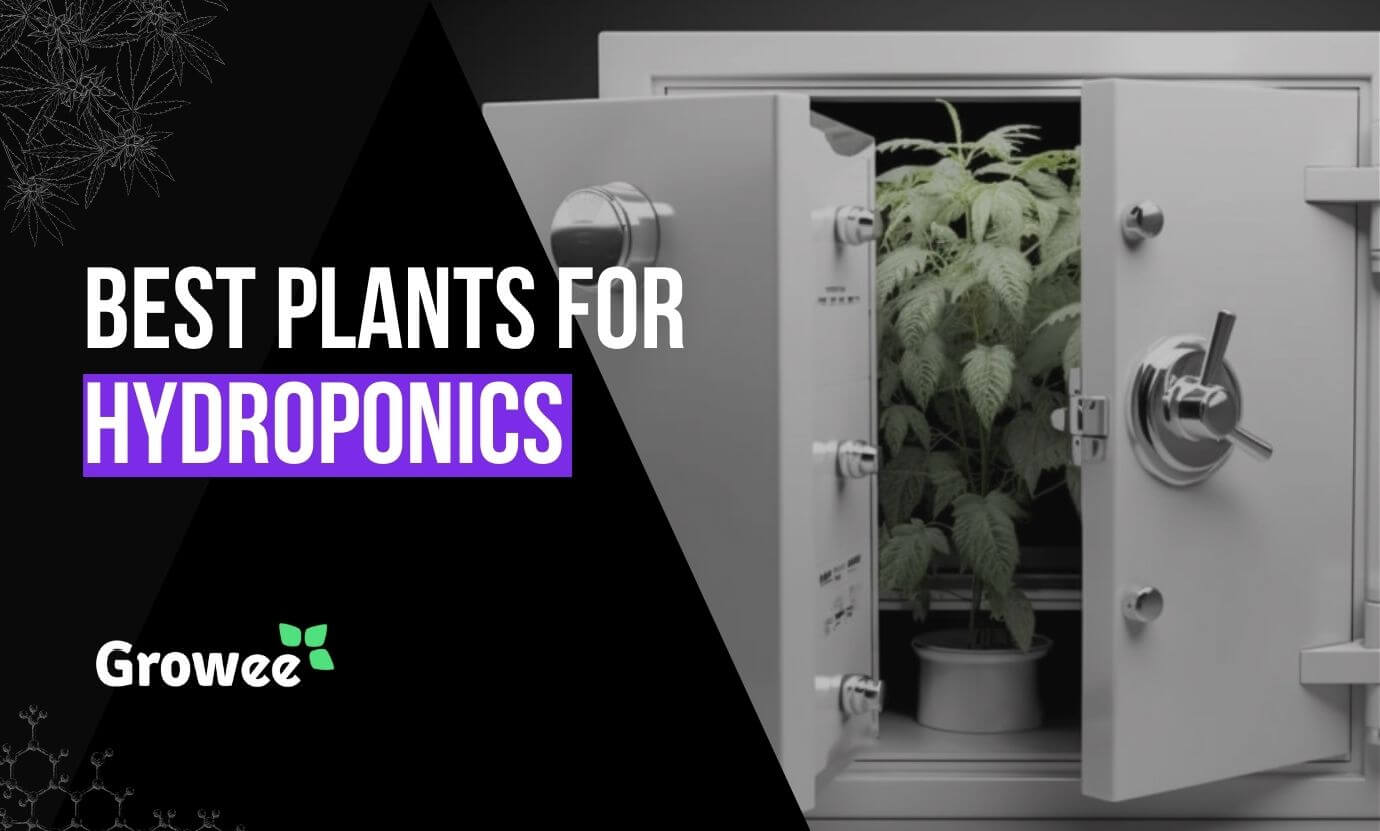 growee - Is Hydroponic Farming Expensive? A Comprehensive Cost Analysis