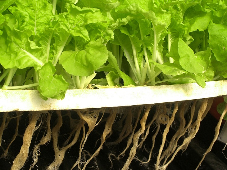 plants with hydroponic farming methods