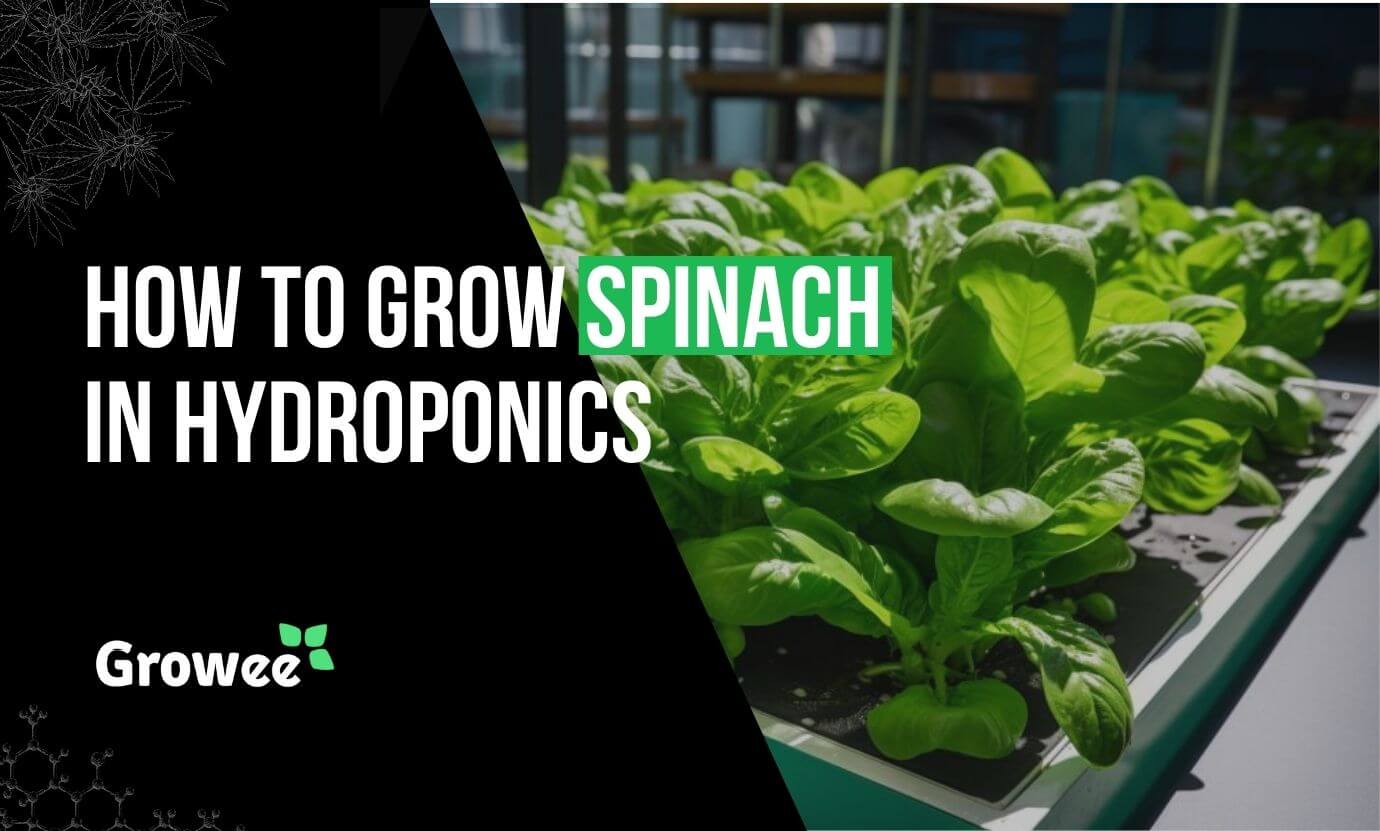 Growee - How To Grow Spinach Hydroponically