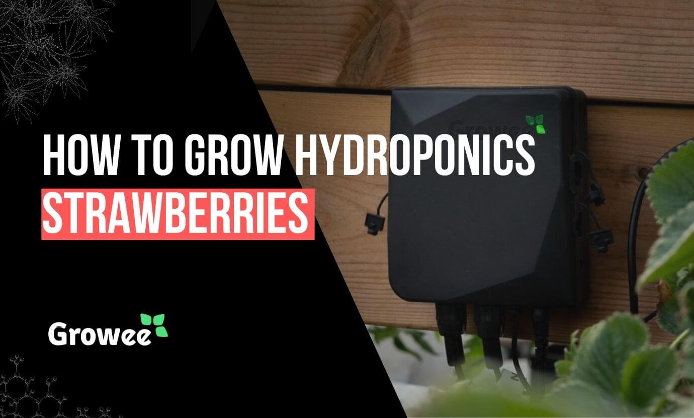 Growee - How To Grow Strawberries Hydroponically