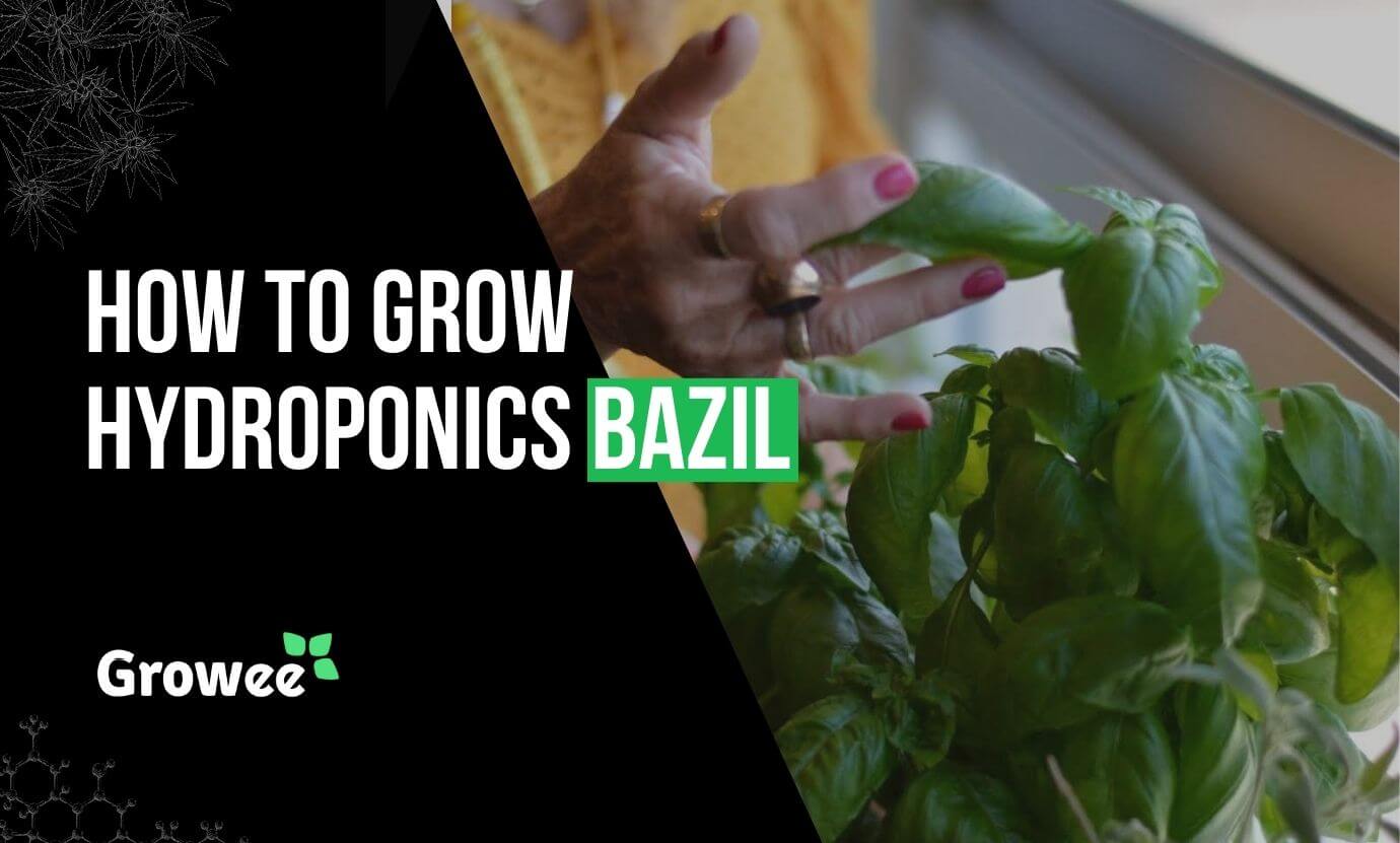 Growee - How to Grow Hydroponic Basil