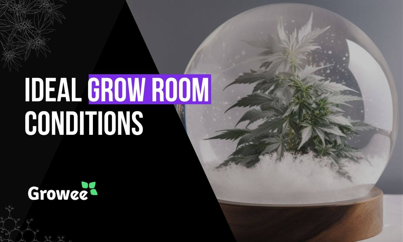 growee -Ideal Grow Room Conditions for Cannabis