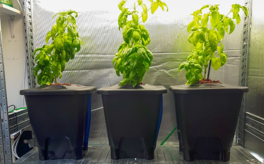 Growing Basil in DWC System