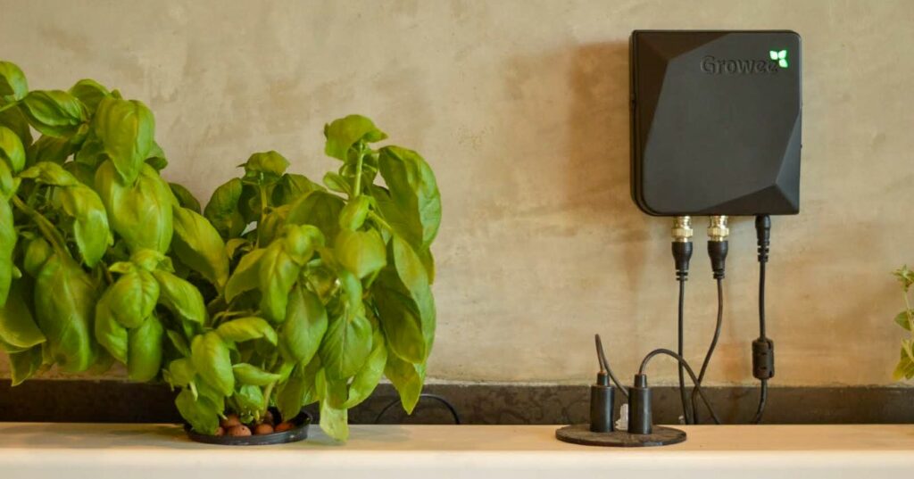 Step-by-Step Guide to Growing Basil in Hydroponics