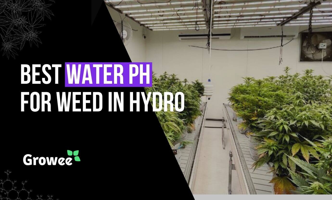 Growee - What pH Water Is The Best For Weed Plants