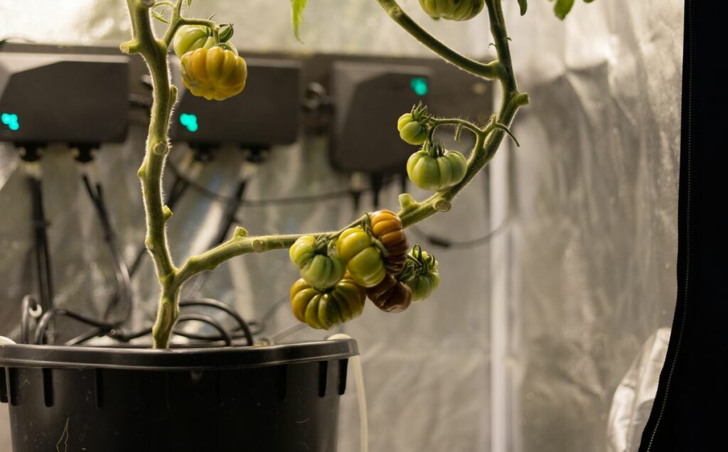 growing tomatoes hydroponically indoors