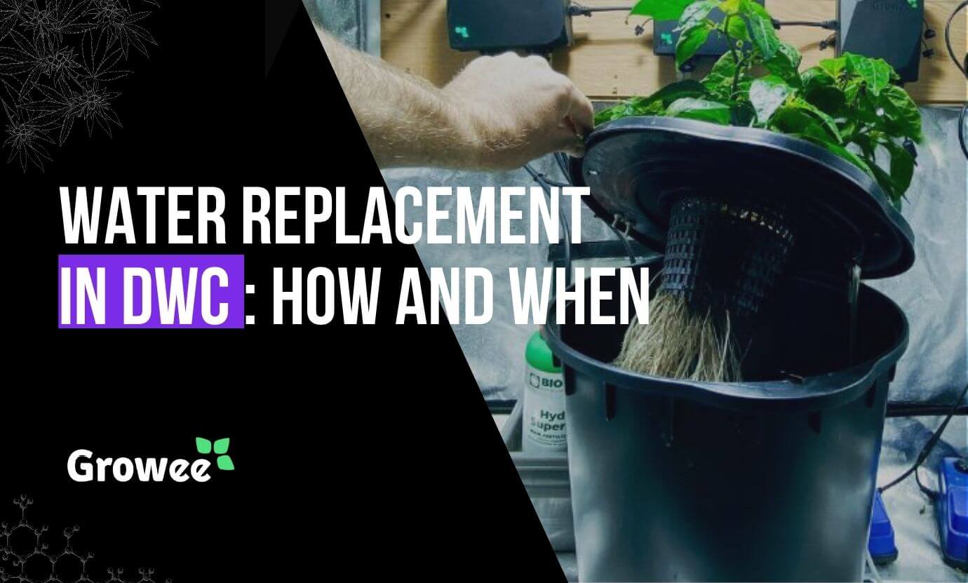 growee - Water Replacement in DWC: The When, Why, and How