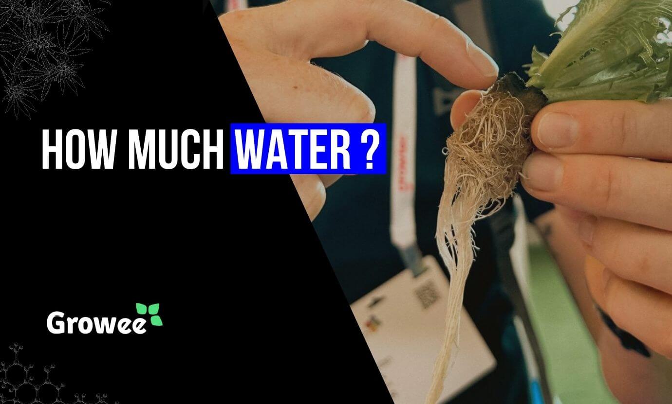 Growee - How Much Water Does Hydroponics Really Use_ Unraveling the Mystery