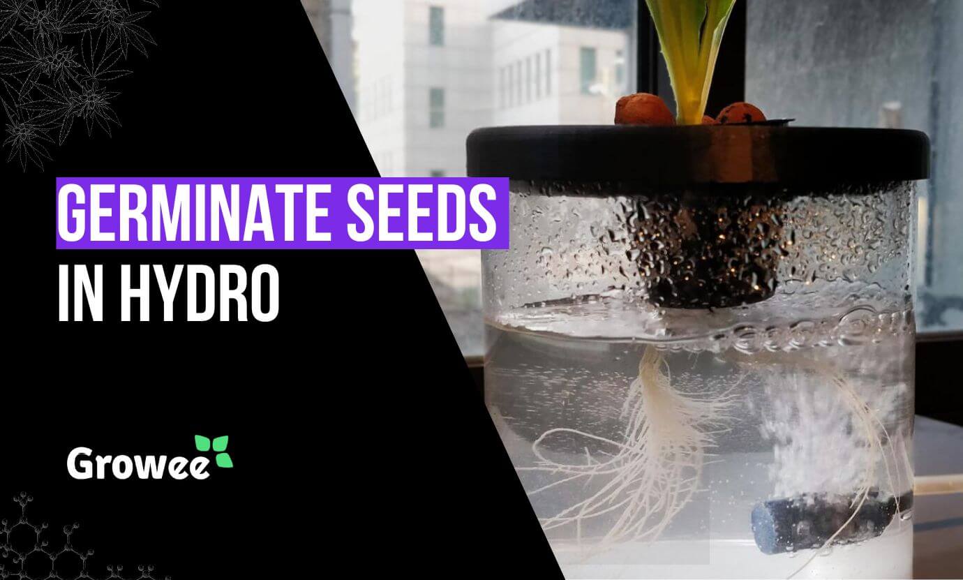 Growee - How to Start and Germinate Seeds in a Hydroponic System