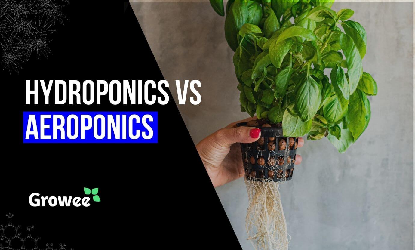 growee - Hydroponic vs. Aeroponic – Which Will Take Your Plants to New Heights?