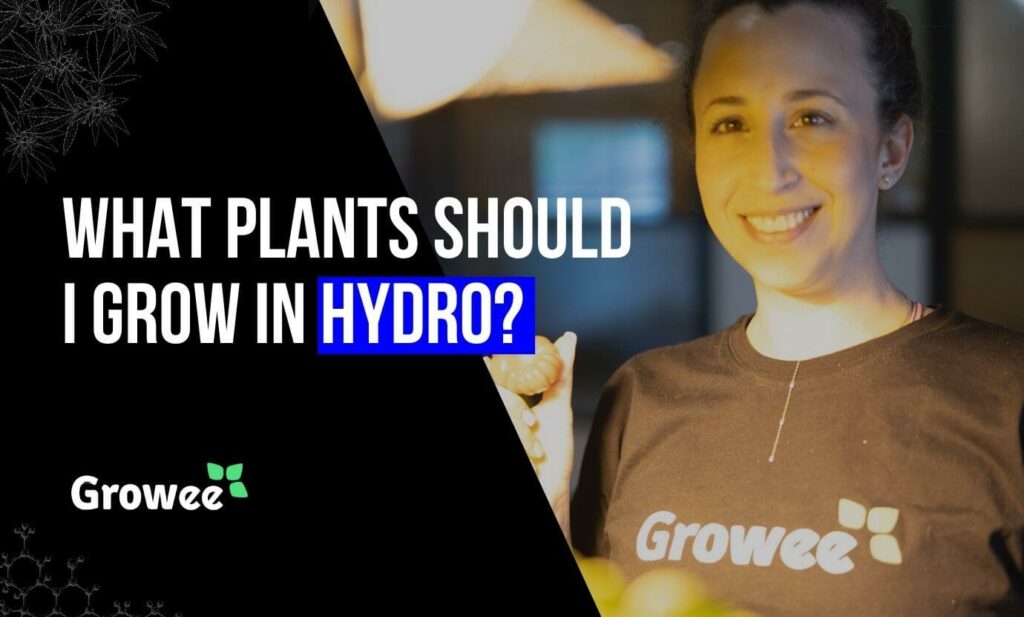 Best Fruits and Vegetables and How to Grow Them?