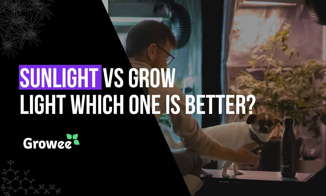 growee - Pros and Cons of Sunlight vs. Grow Lights for Plant Growth