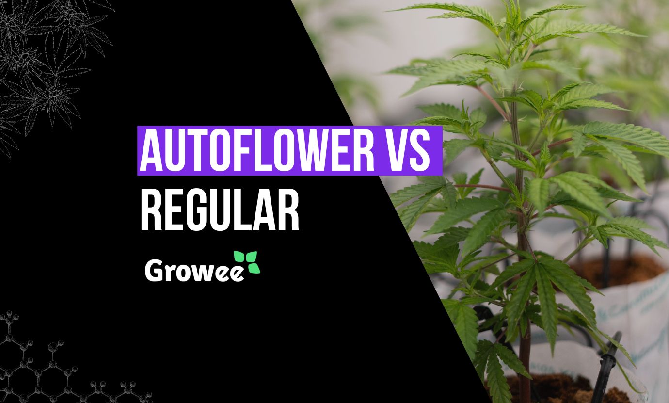 Autoflower vs Regular Plants in Hydroponics
