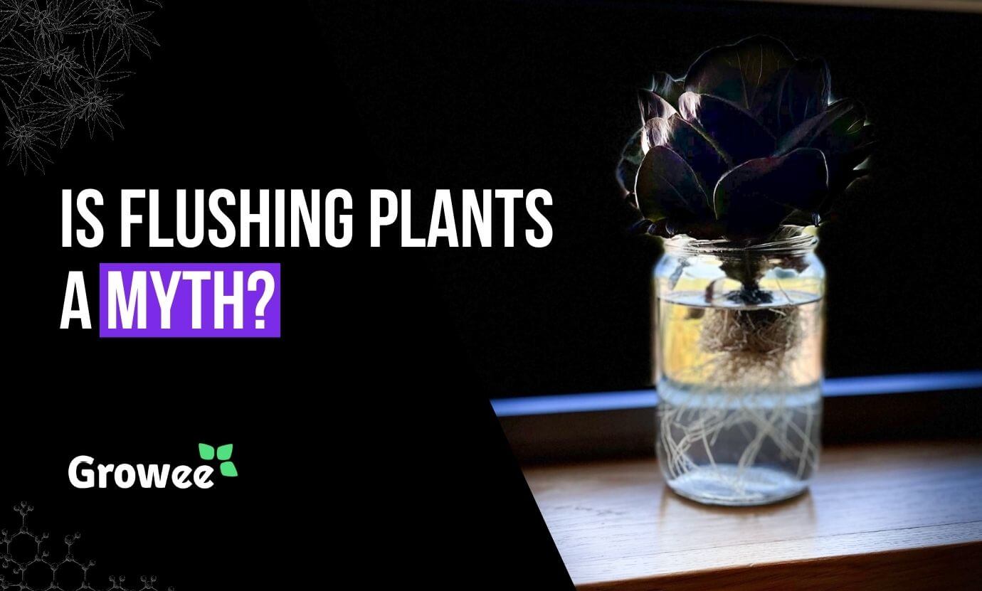 growee - Hydroponics Flush: How to Flush Hydroponics Plants