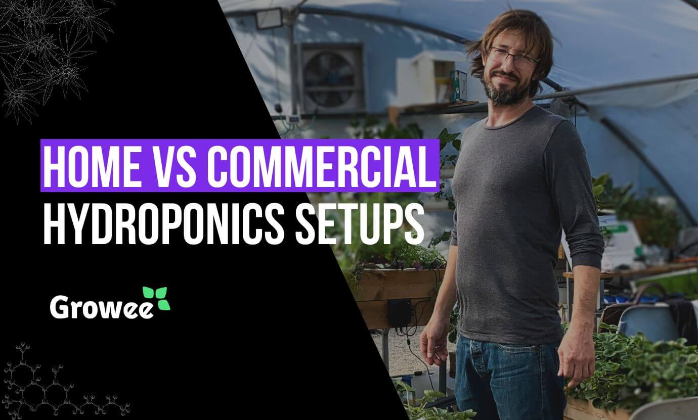 growee- Understanding Hydroponic Farms: Home vs Commercial Setup