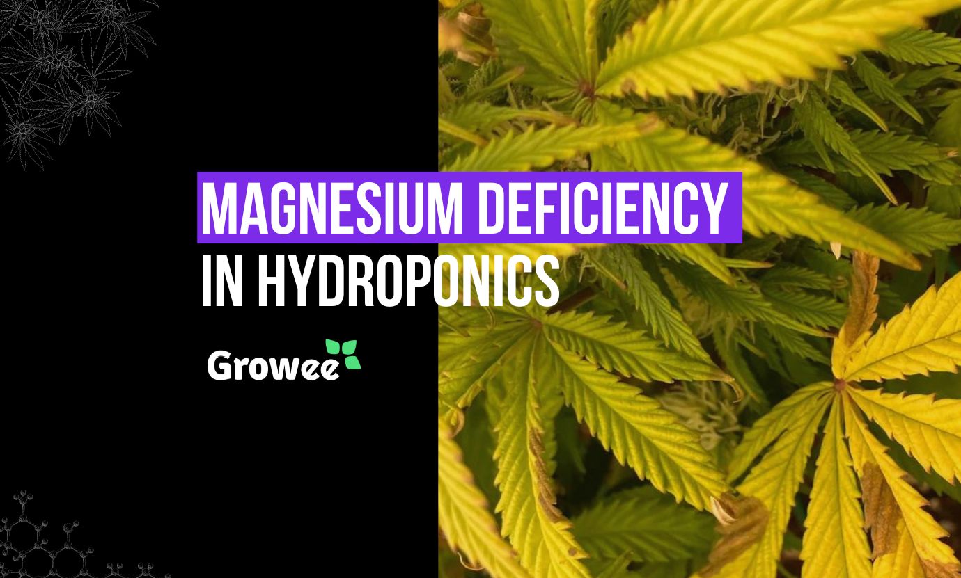 magnesium deficiency in hydroponics plants