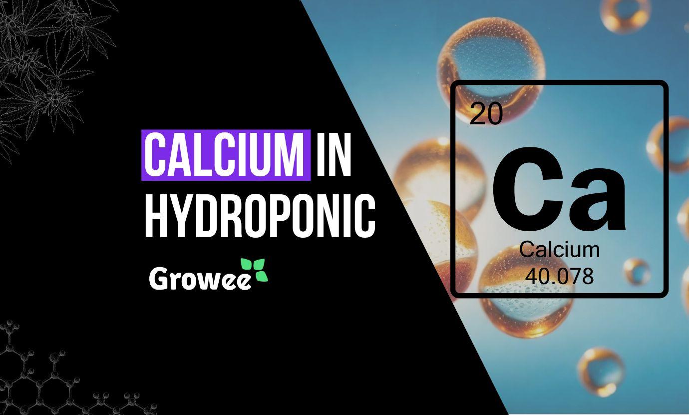 Calcium Deficiency in Hydroponic Plants