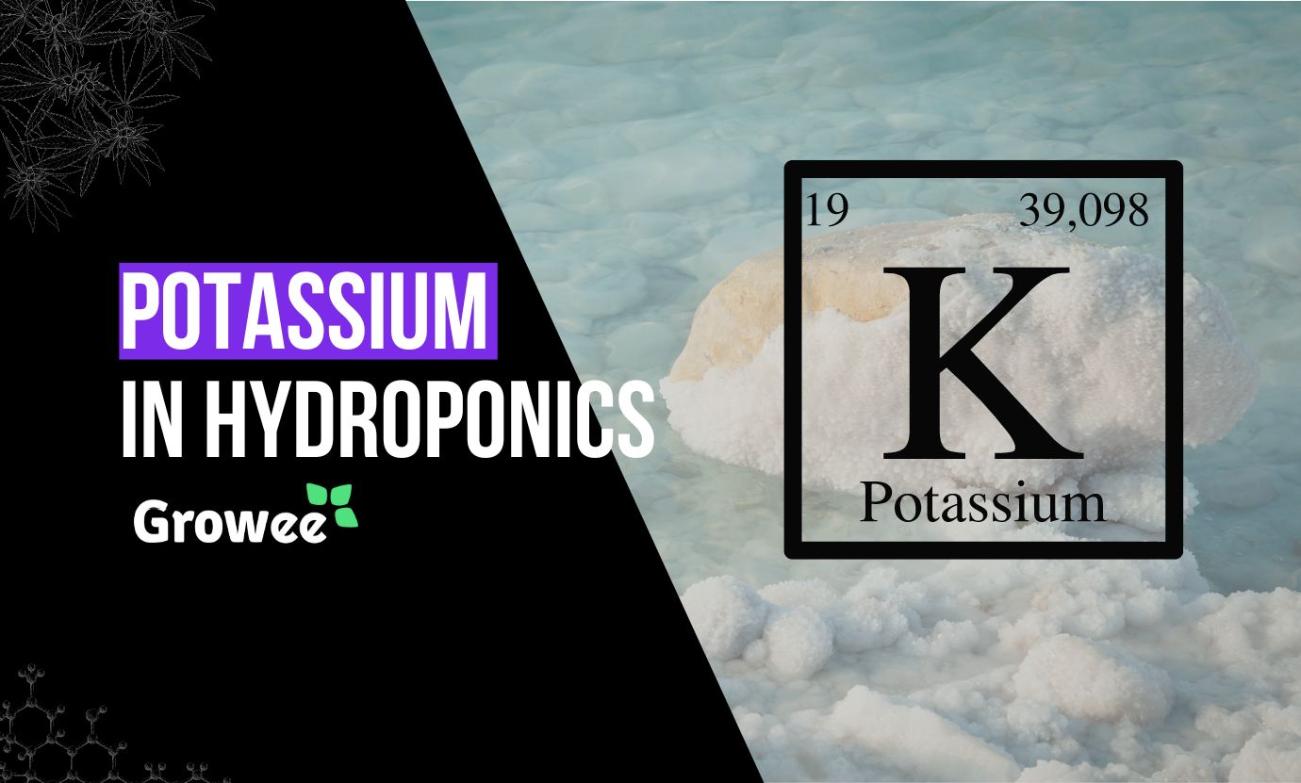 Potassium Deficiency in Hydroponic Plants