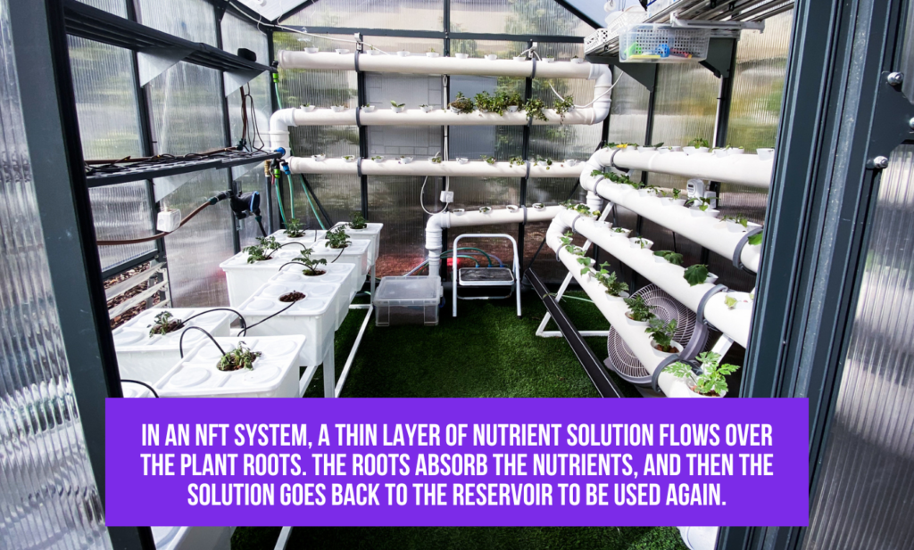 Growee with NFT hydroponics system