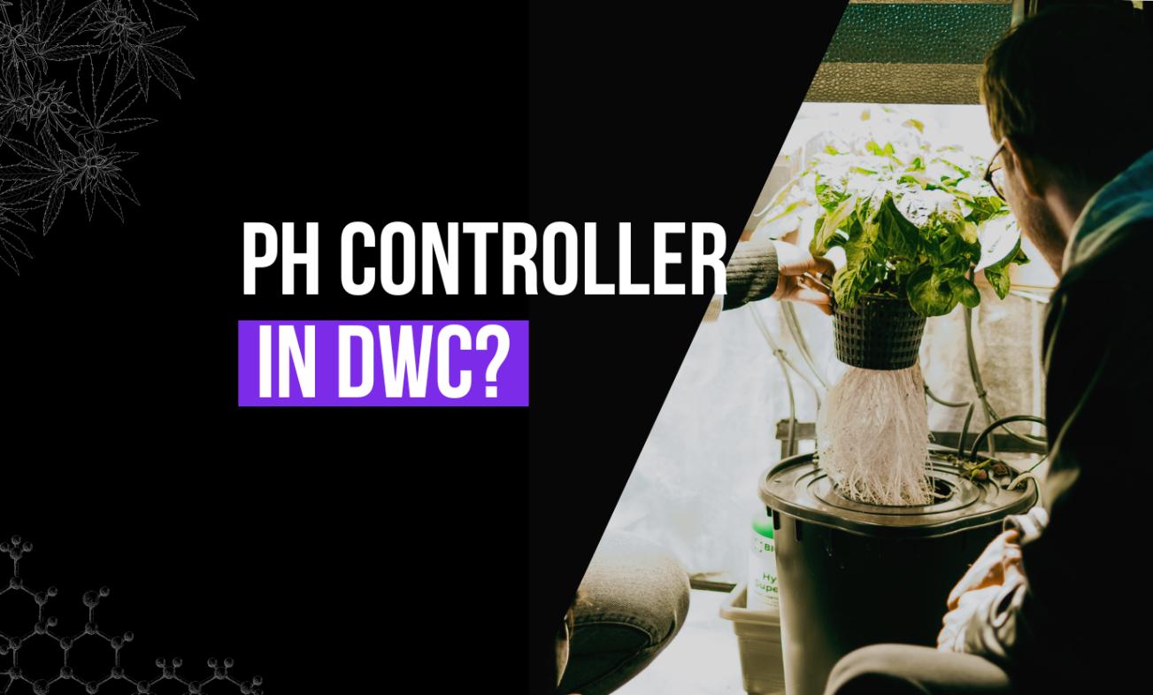 pH Controller in DWC Hydroponics System