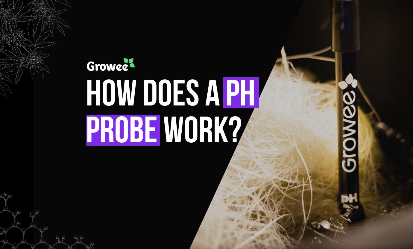 How does pH Probe Works In Hydroponics?
